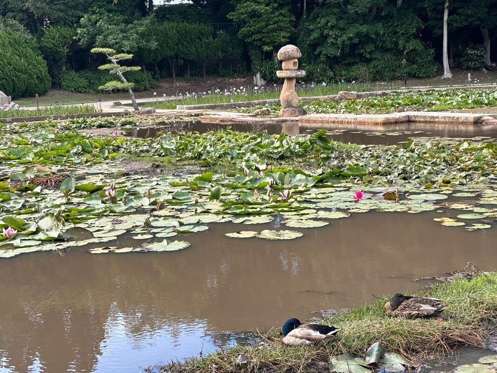 みーなさんが投稿したときわ公園／しょうぶに関する口コミの画像