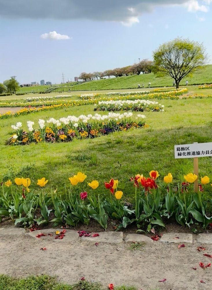 P-sanさんが投稿した柴又公園に関する口コミの画像