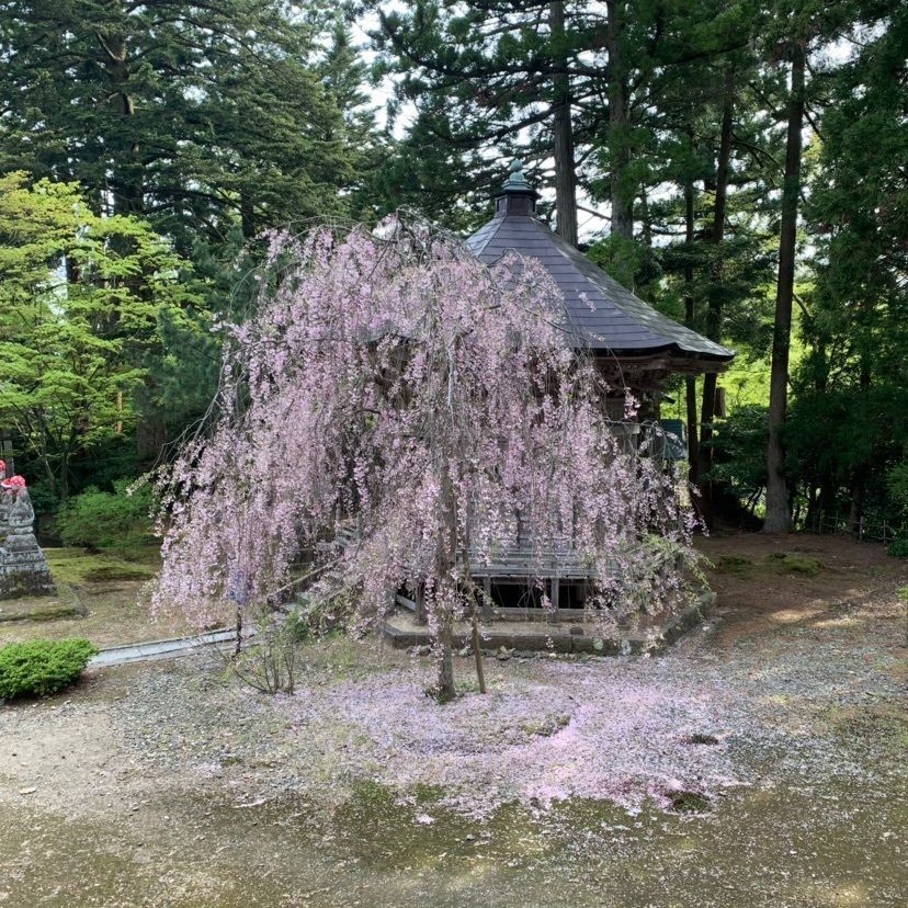 しゃんぽんさんが投稿した国上寺に関する口コミの画像
