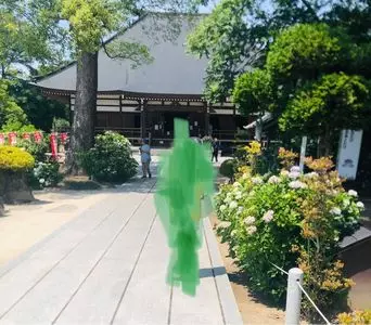 あじさい（能護寺）(2021/5/29～7/4能護寺参拝中止）