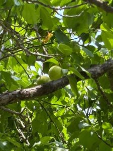 山田池公園 3枚目