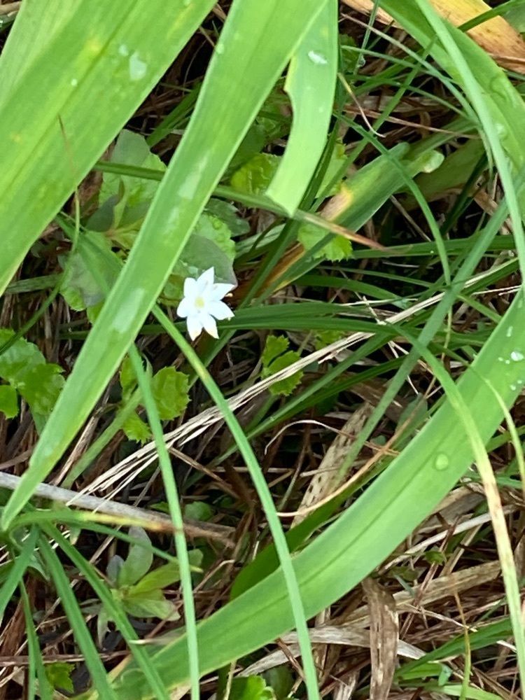 Howl Monさんが投稿したサロベツ原生花園に関する口コミの画像