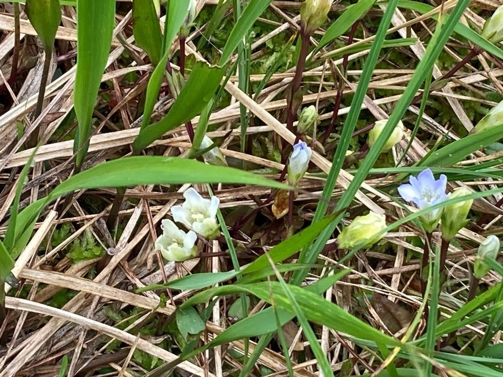 Howl Monさんが投稿したサロベツ原生花園に関する口コミの画像