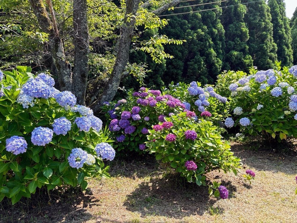 formal_cafeteria_8688さんが投稿した大辻公園に関する口コミの画像