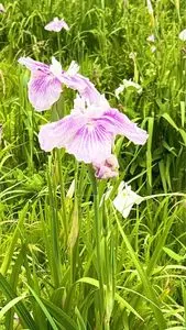 菖蒲城趾あやめ園