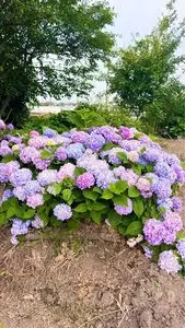 菖蒲城趾あやめ園