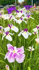 菖蒲城趾あやめ園