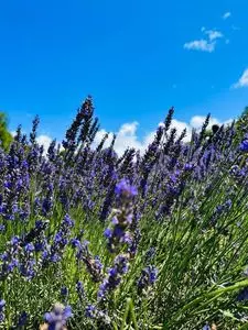 たんばらラベンダーパーク（Tambara Lavender Park）