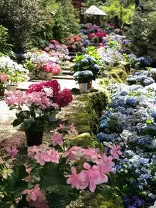岡寺本堂