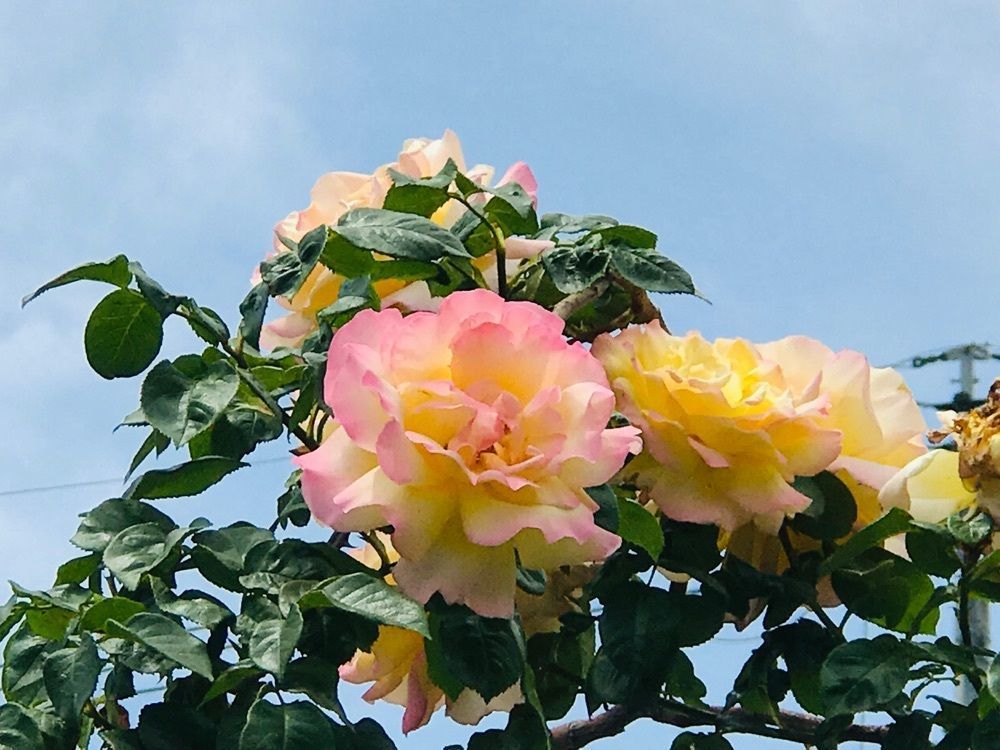 なかさんさんさんが投稿した野牛島のビャクシンに関する口コミの画像