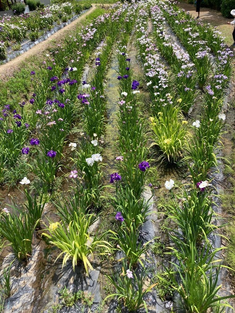 うーとらマンさんが投稿した菖蒲園に関する口コミの画像