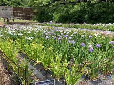 菖蒲園 3枚目