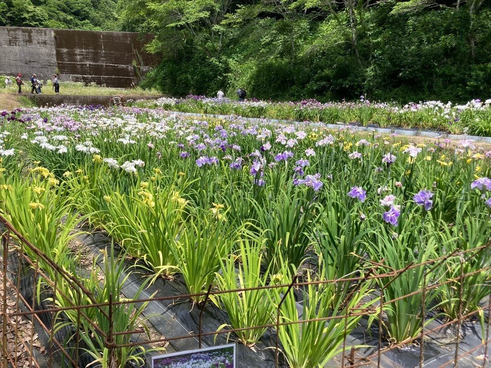 うーとらマンさんが投稿した菖蒲園に関する口コミの画像