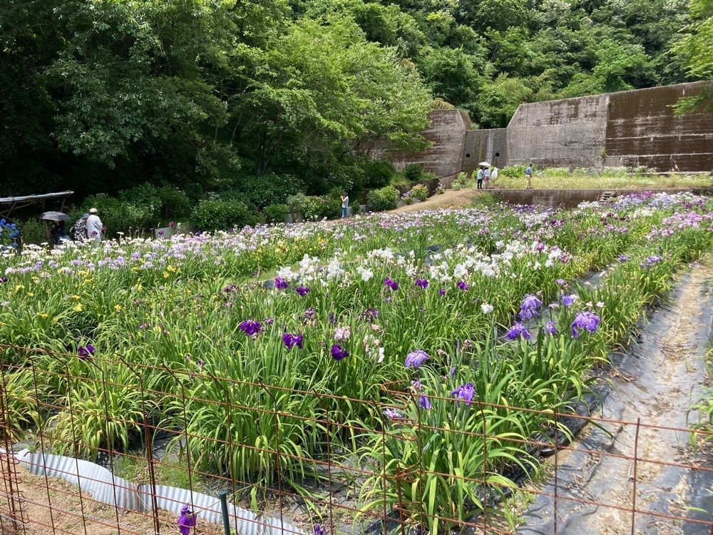 うーとらマンさんが投稿した菖蒲園に関する口コミの画像