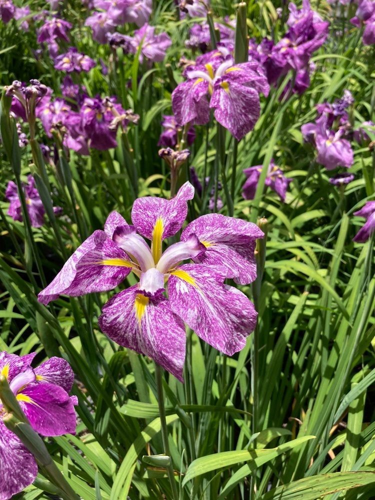 うーとらマンさんが投稿した菖蒲園に関する口コミの画像