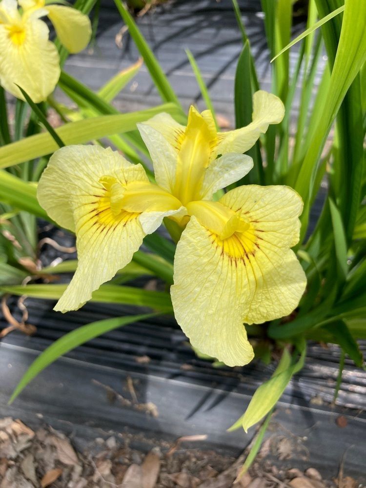 うーとらマンさんが投稿した菖蒲園に関する口コミの画像
