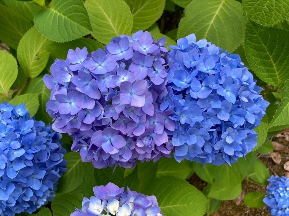 うーとらマンさんが投稿した菖蒲園に関する口コミの画像