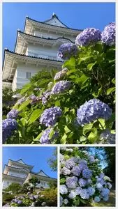 小田原城址公園のアジサイ