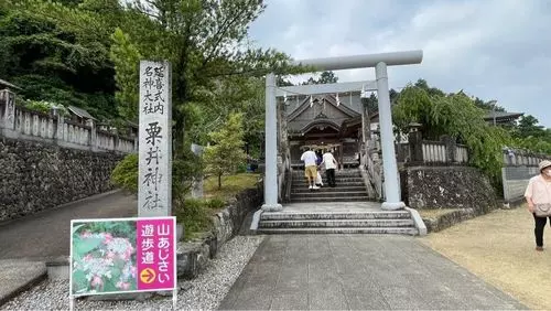 粟井神社のアジサイ
