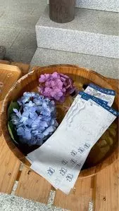 粟井神社のアジサイ