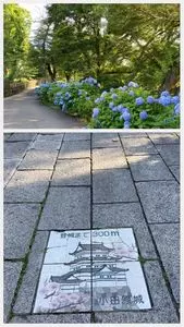小田原城址公園のアジサイ
