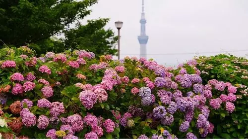 亀戸中央公園