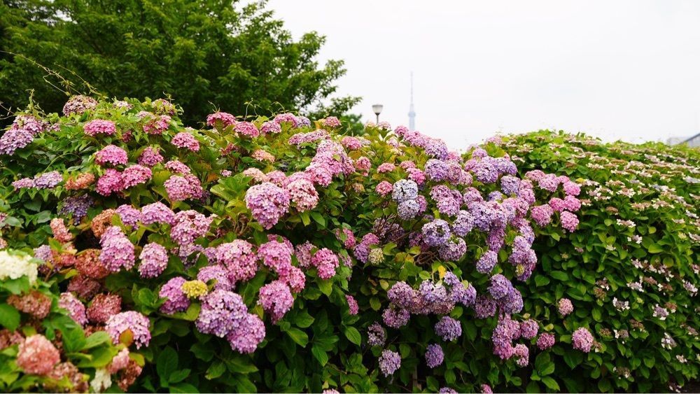 jamesさんが投稿した亀戸中央公園に関する口コミの画像