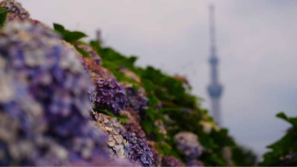 jamesさんが投稿した亀戸中央公園に関する口コミの画像