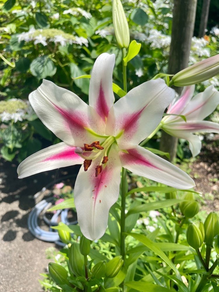 luckyさんが投稿した筥崎宮神苑花庭園に関する口コミの画像