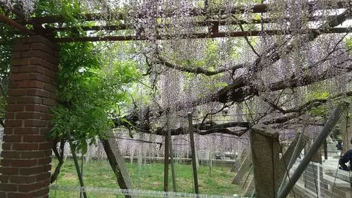 岩田神社の藤