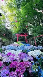 柳谷観音楊谷寺のあじさい