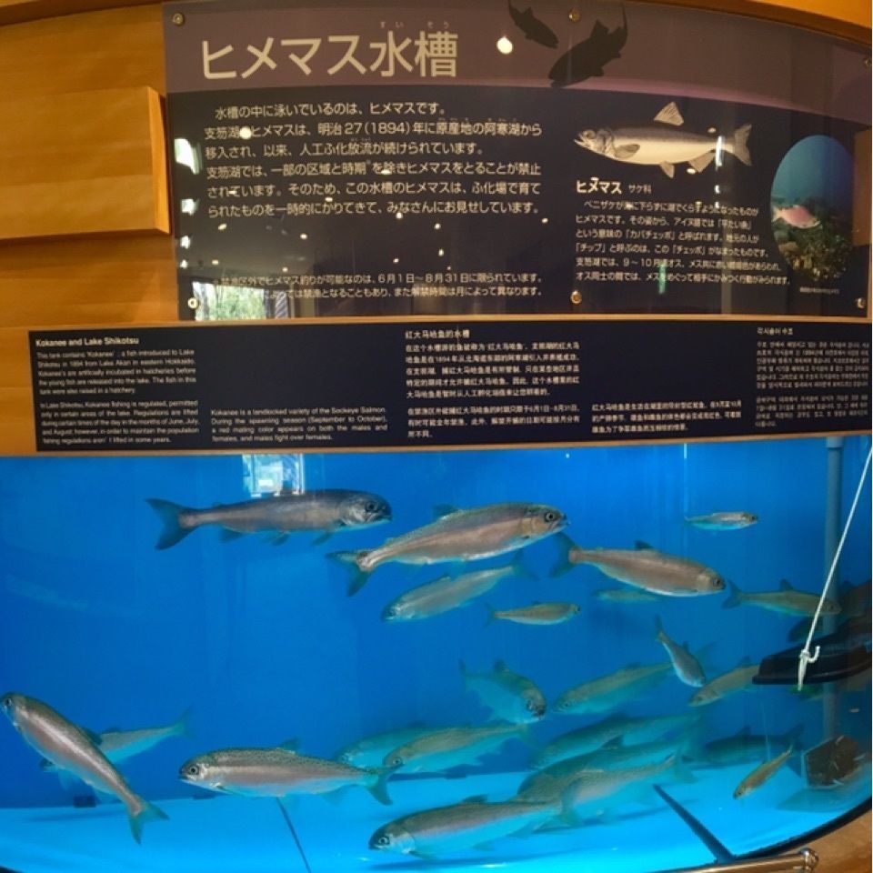 yoshiさんが投稿した支笏湖ビジターセンターに関する口コミの画像