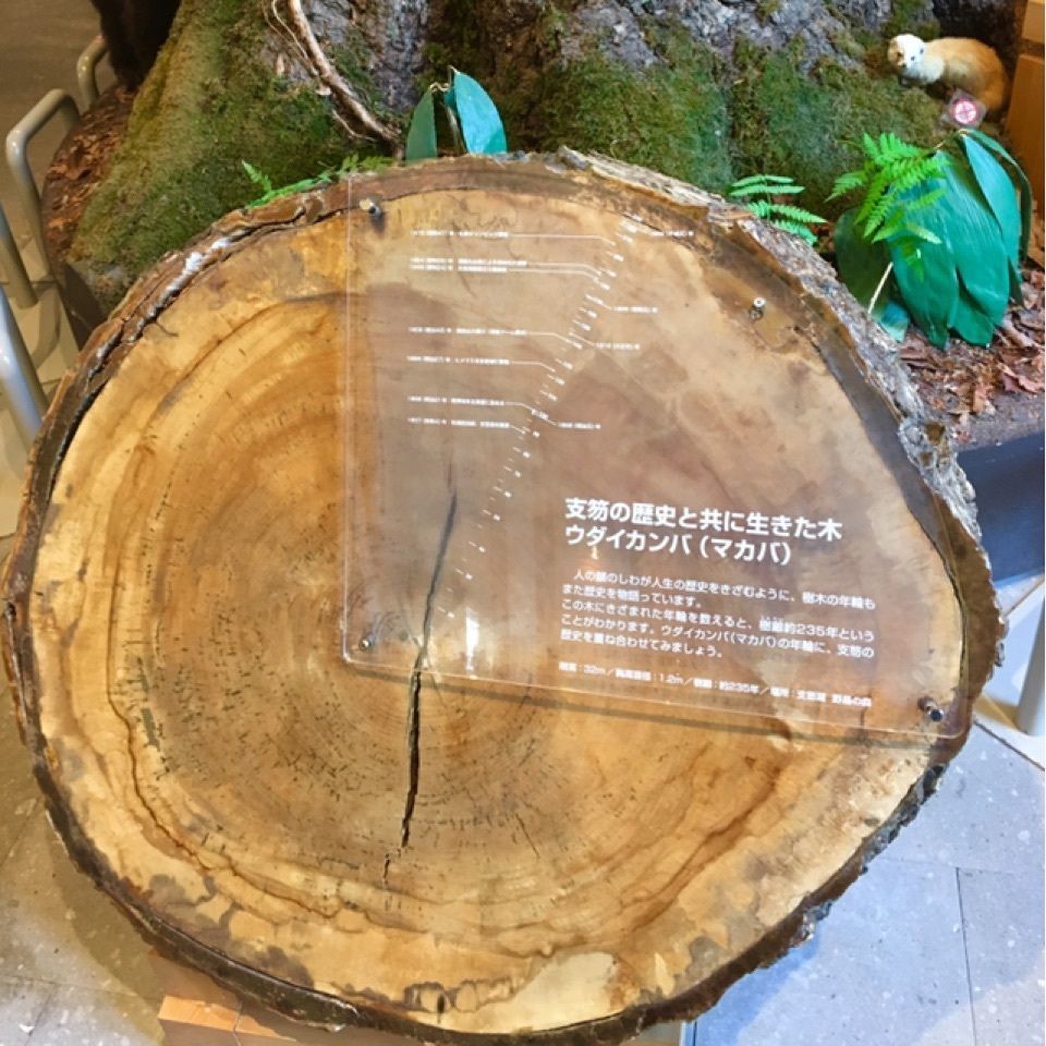 yoshiさんが投稿した支笏湖ビジターセンターに関する口コミの画像