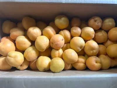 あんずの里