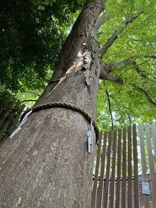 鎮守氷川神社
