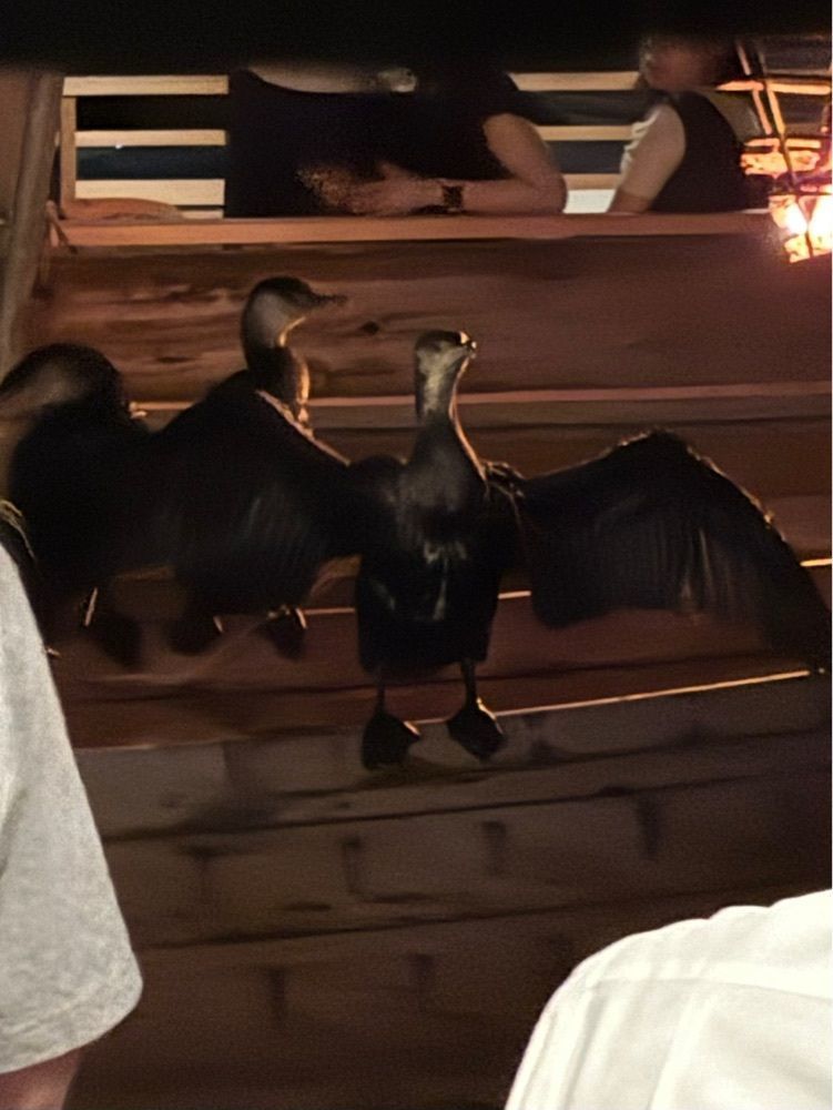 みーなさんが投稿した長良川鵜飼観覧船に関する口コミの画像