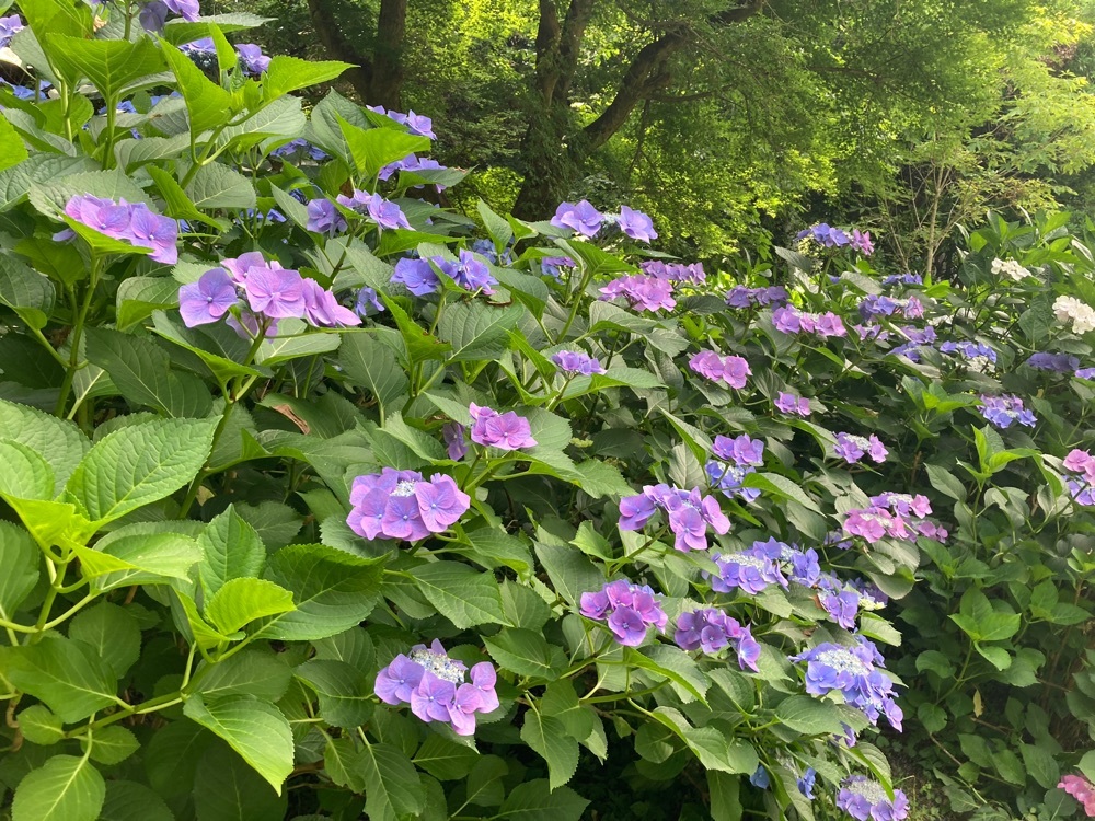 ふみさんが投稿した京都府立植物園に関する口コミの画像