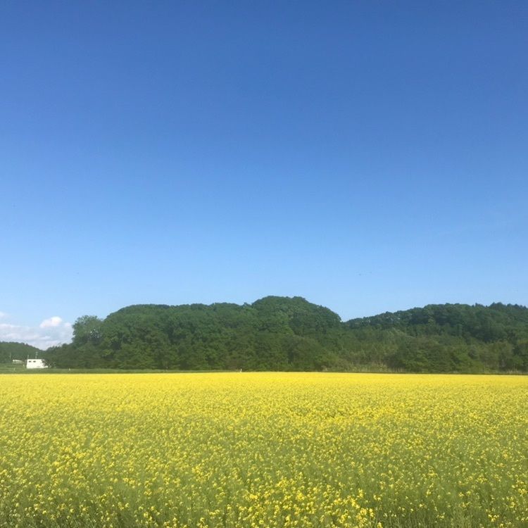 なつどんさんが投稿した安平町の菜の花畑に関する口コミの画像