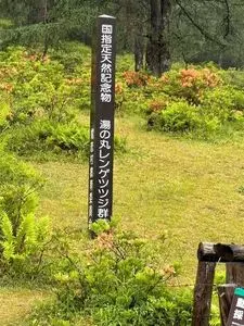 湯の丸高原のレンゲツツジ