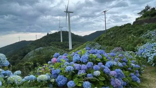 大川原高原のあじさい
