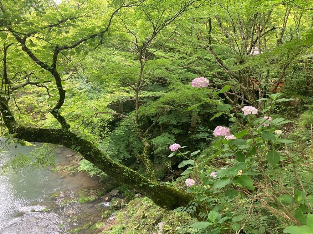 ふみさんが投稿した西明寺に関する口コミの画像