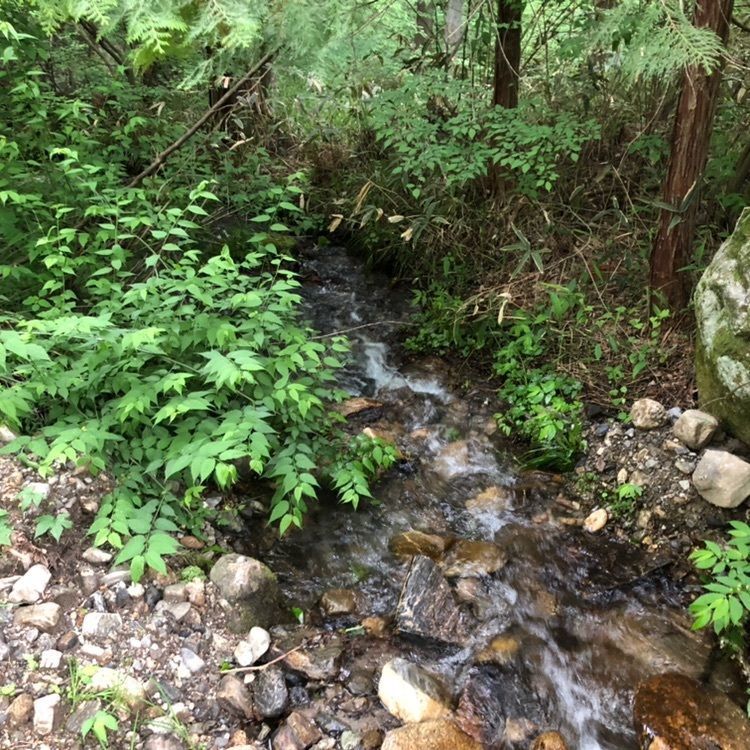 タッキーさんが投稿した光前寺のスギ並木に関する口コミの画像