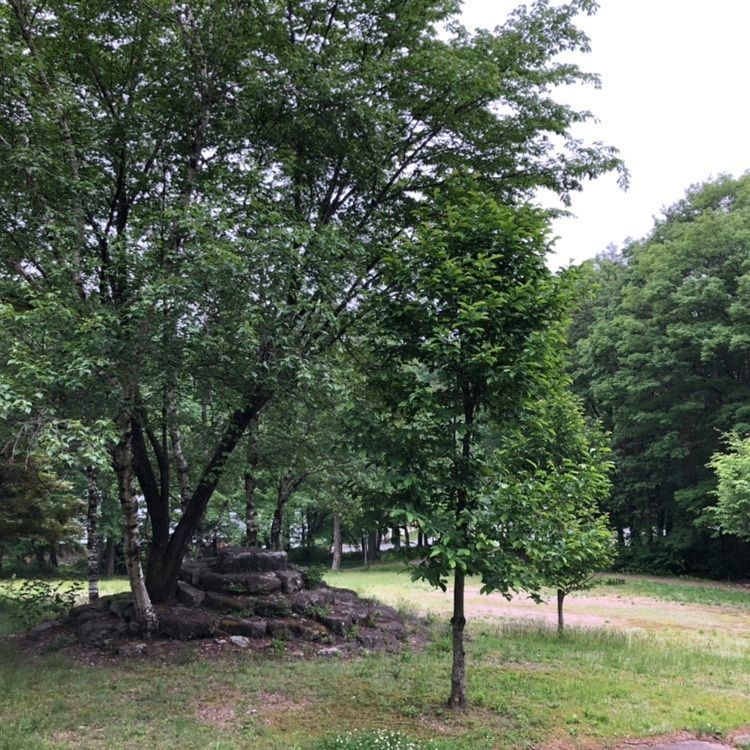 タッキーさんが投稿した光前寺の三本杉に関する口コミの画像