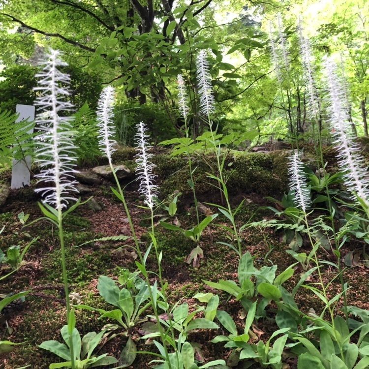 タッキーさんが投稿した光前寺の光苔に関する口コミの画像