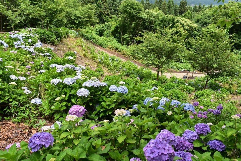🎀🧸Teddy K Bear🧸🎀さんが投稿した観音山公園・水道山公園に関する口コミの画像