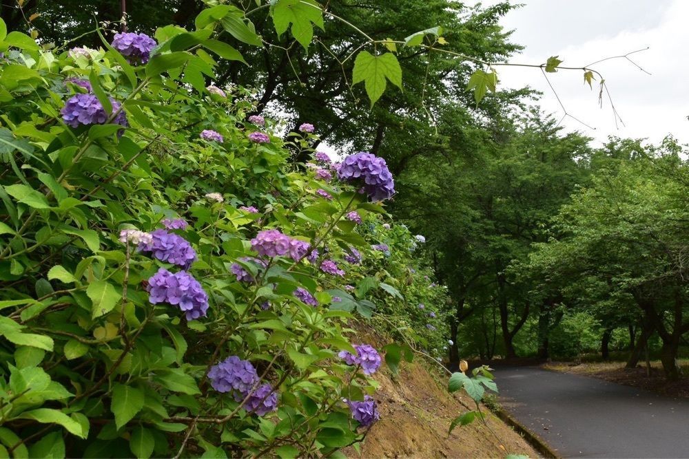 🎀🧸Teddy K Bear🧸🎀さんが投稿した観音山公園・水道山公園に関する口コミの画像
