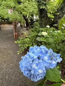 如意輪寺（如意輪観音）