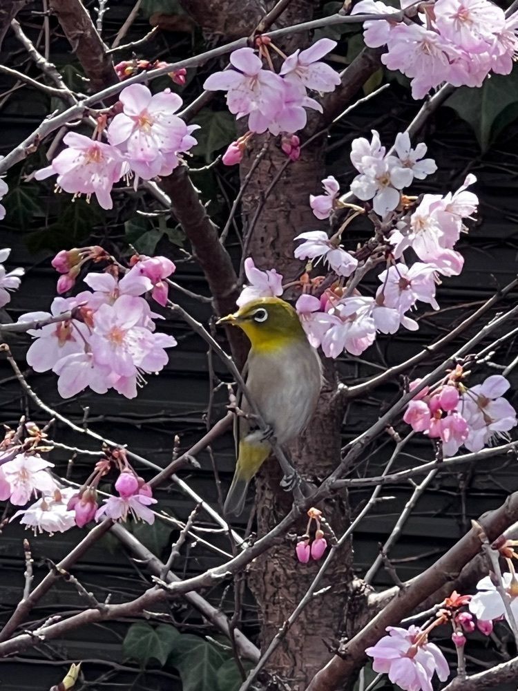 asomogさんが投稿したヤオマサ 鴨宮店に関する口コミの画像