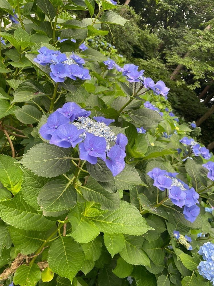 ぷぷぷさんが投稿した大宝八幡宮に関する口コミの画像