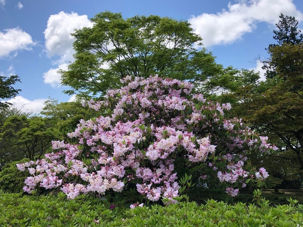 miiさんが投稿した山のホテルのツツジに関する口コミの画像